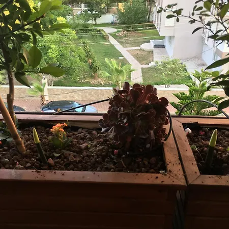 Проживание в семье Orange Garden *