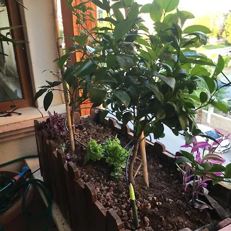 Séjour chez l'habitant Orange Garden *